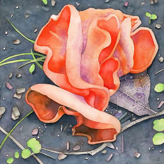 bright orange peel fungi watercolor art print