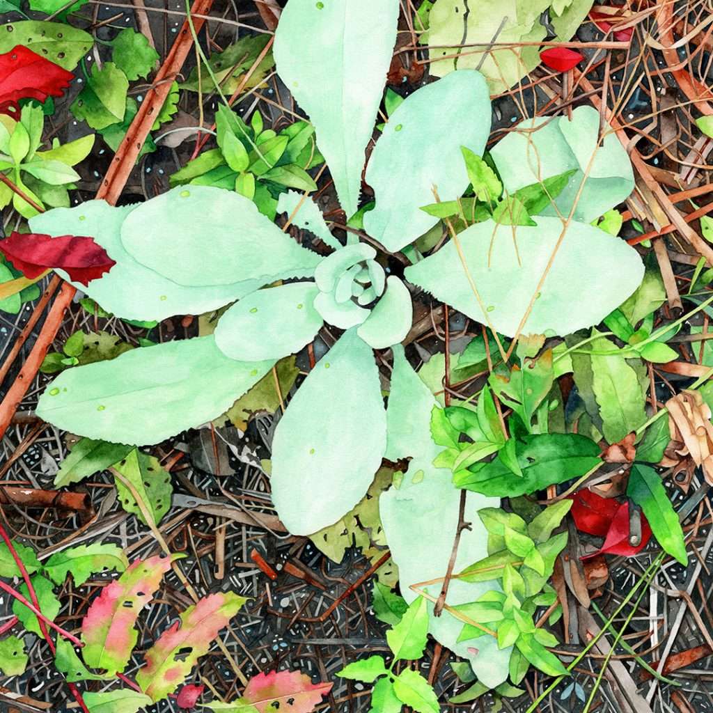 highly detailed realistic watercolor of a young common mullein prairie plant with soft mint green leaves surrounded by soil, sticks, bright red autumn leaves and green plants