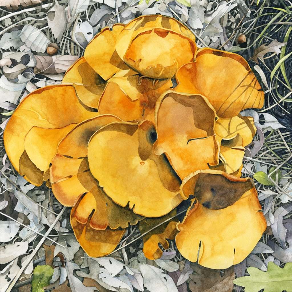 Square watercolor painting of a vibrant orange Jack O’ Lantern mushroom growing on a forest floor, surrounded by autumn leaf litter, scattered sticks, and acorns, capturing a natural woodland scene with rich, earthy tones.