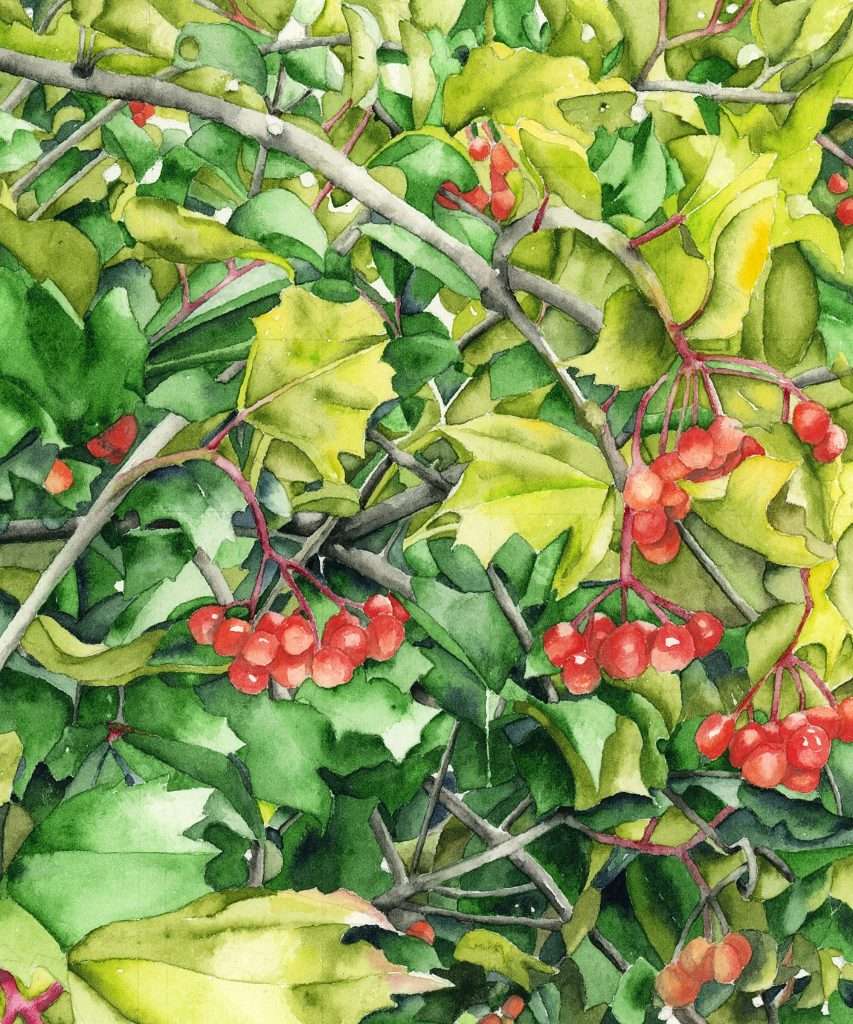a small nature-inspired watercolor study of a thick green dogwood bush with bright red berry clusters.