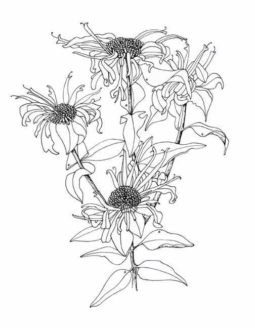 bee balm native minnesota plant line drawing in black ink on white paper background