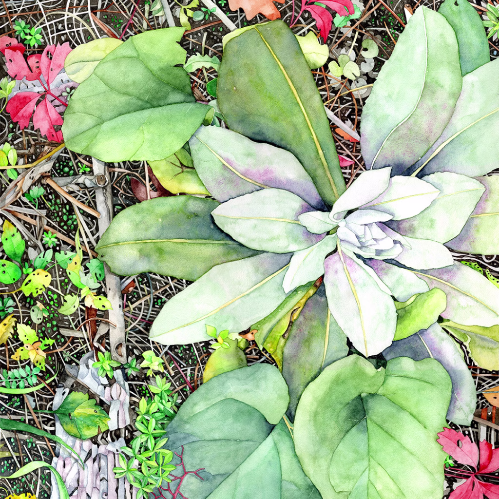 Common mullein prairie plant, young without stalk, above view, surrounded by small plant vegetation, sticks, leaf litter, and mulch, botanical wildflower watercolor painting by Minnesota artist Kristin Maija Peterson