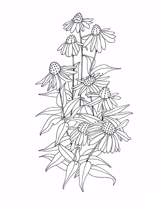 cone flower native prairie plant botanical line ink drawing on white paper by Minnesota visual artist Kristin Maija Peterson
