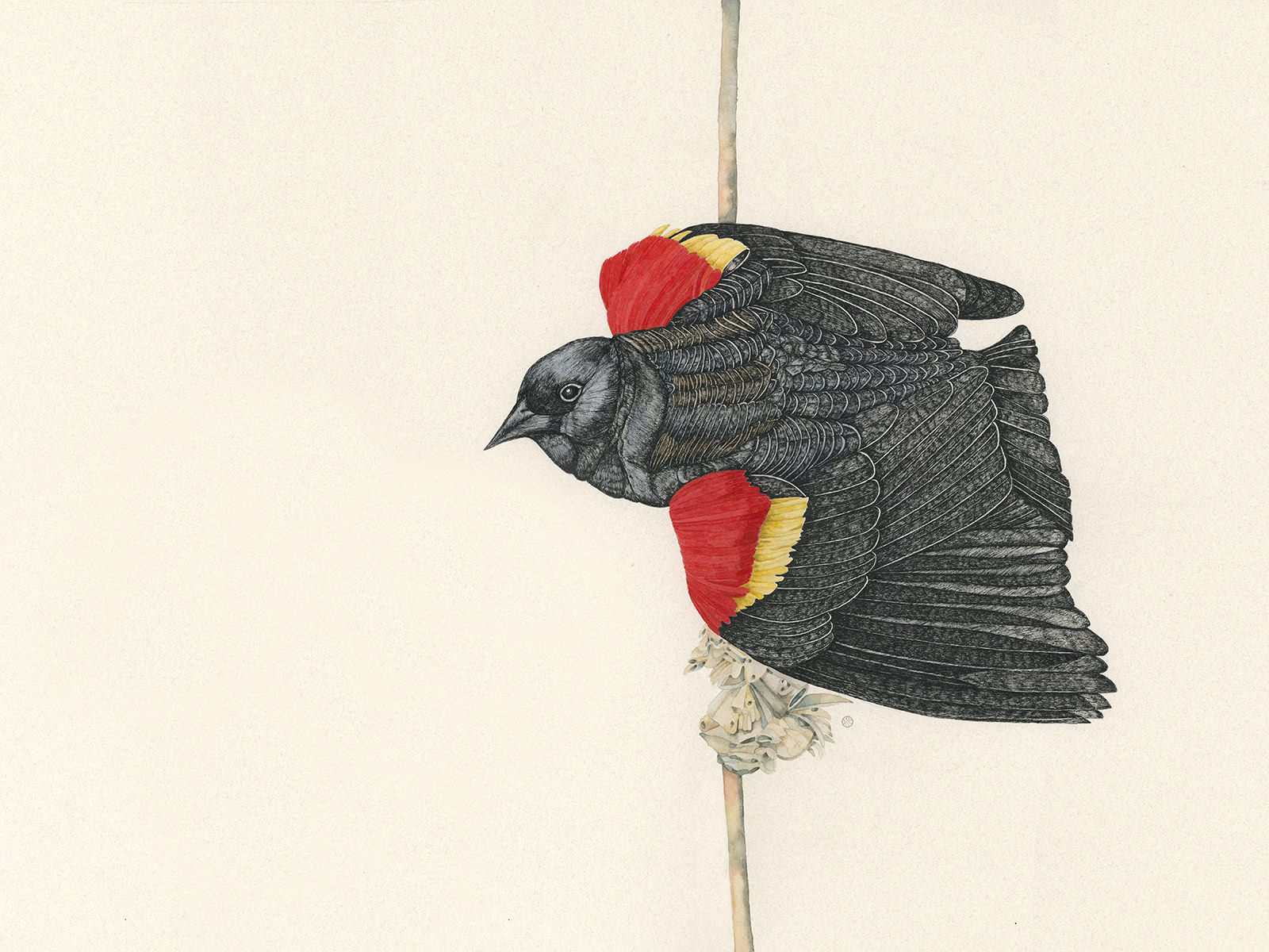 An archival ink and watercolor painting of a solitary male red wing blackbird perched on a winter battered marsh cattail in high illustrative feather detail and lines by Minnesota visual artist Kristin Maija Peterson at Terra Kind Studio Co. 18 x 14 inches on Twin Rocker handmade artisan paper.